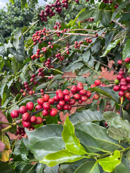 Parcel - KEN-004AB Kiriga Filter Coffee Kenya
