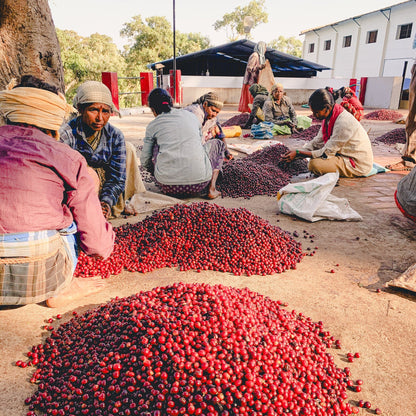  KB Coffee Roasters - Ratnagiri Filter Coffee India Workers