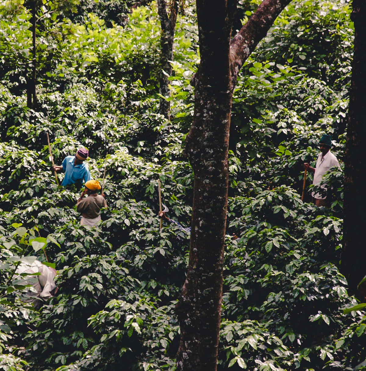  KB Coffee Roasters - Ratnagiri Filter Coffee India Farm