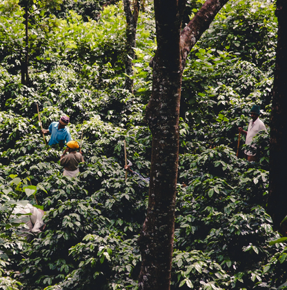  KB Coffee Roasters - Ratnagiri Filter Coffee India Farm
