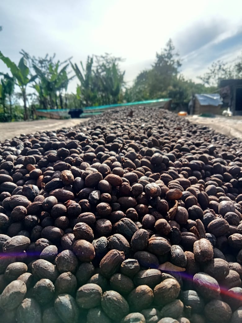 KB Coffee Roasters - De Berman Filter Coffee Indonesia Drying