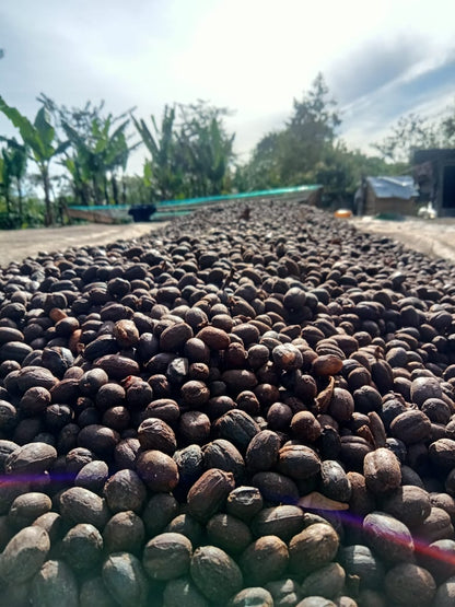 KB Coffee Roasters - De Berman Filter Coffee Indonesia Drying
