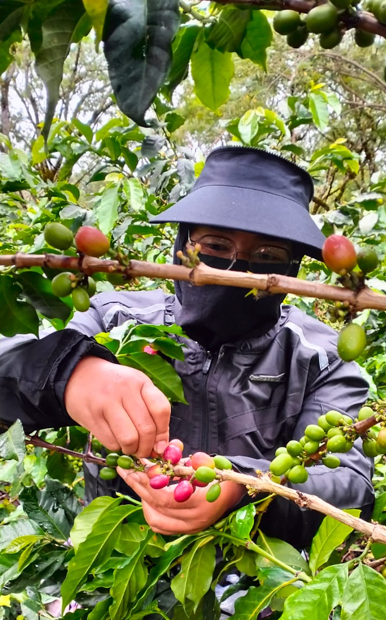 KB Coffee Roasters - De Berman Filter Coffee Indonesia Farm