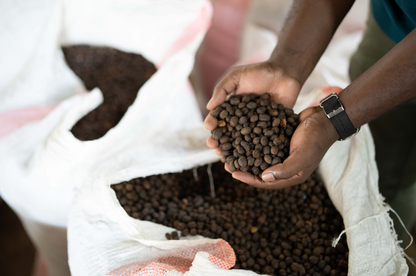 KB Coffee Roasters - Busaara Filter Coffee Kenya Dried Coffee