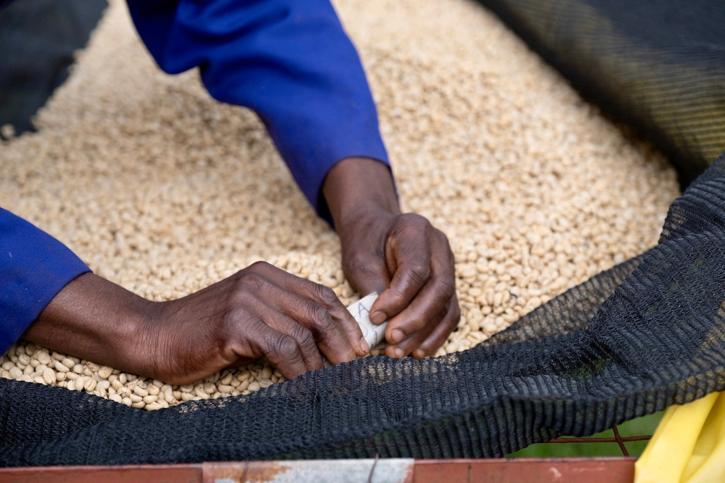 KB Coffee Roasters - Kiawamururu Filter Coffee Kenya Drying