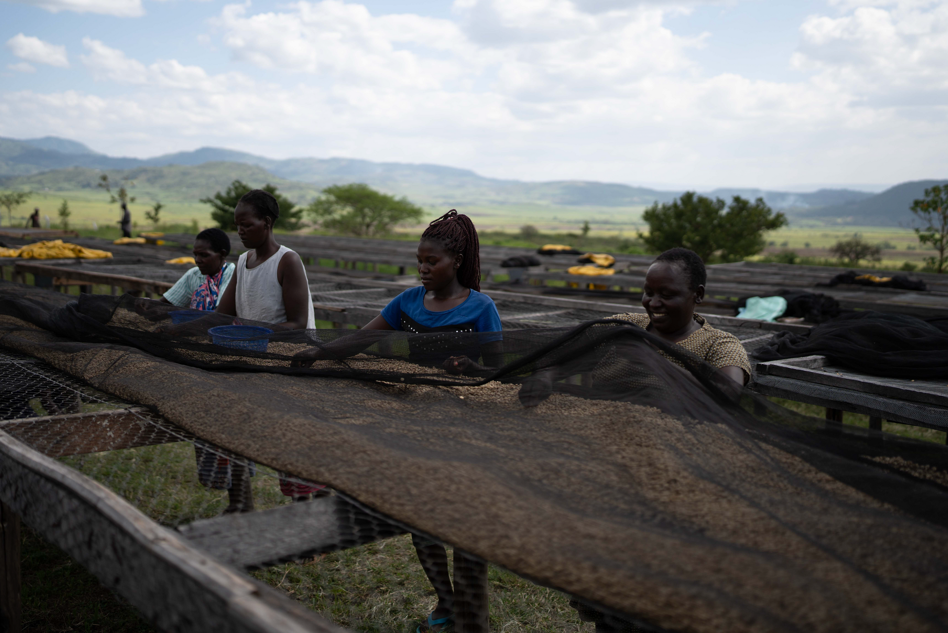 KB Coffee Roasters - Tapkolu Filter Coffee Kenya Drying