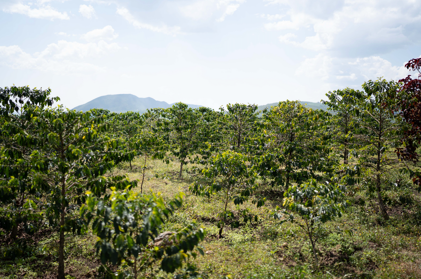 KB Coffee Roasters - Tapkolu Filter Coffee Kenya Farm