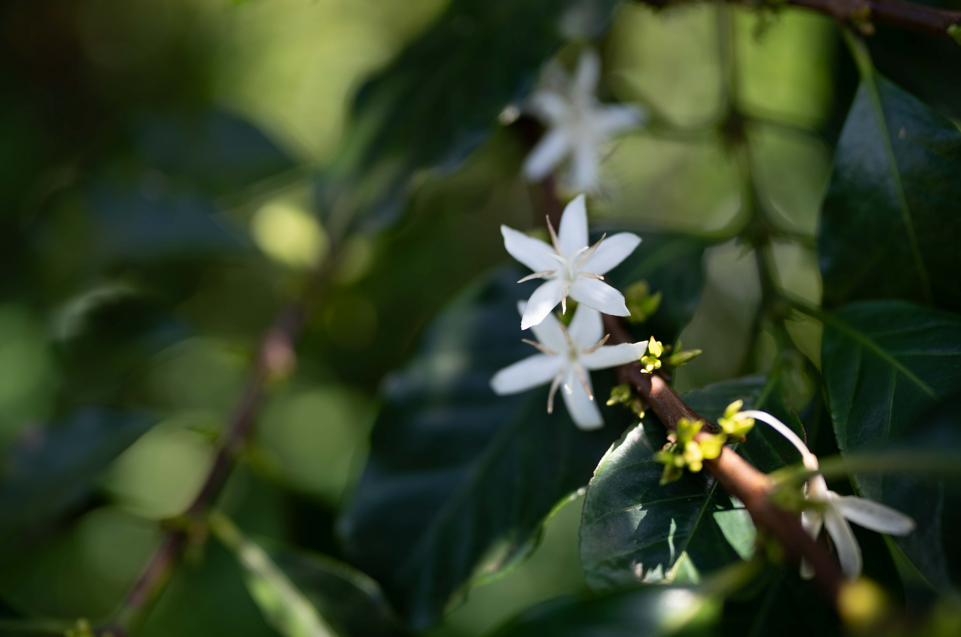 KB Coffee Roasters - Wild Bomba Filter Coffee Kenya Coffee Tree Flowering
