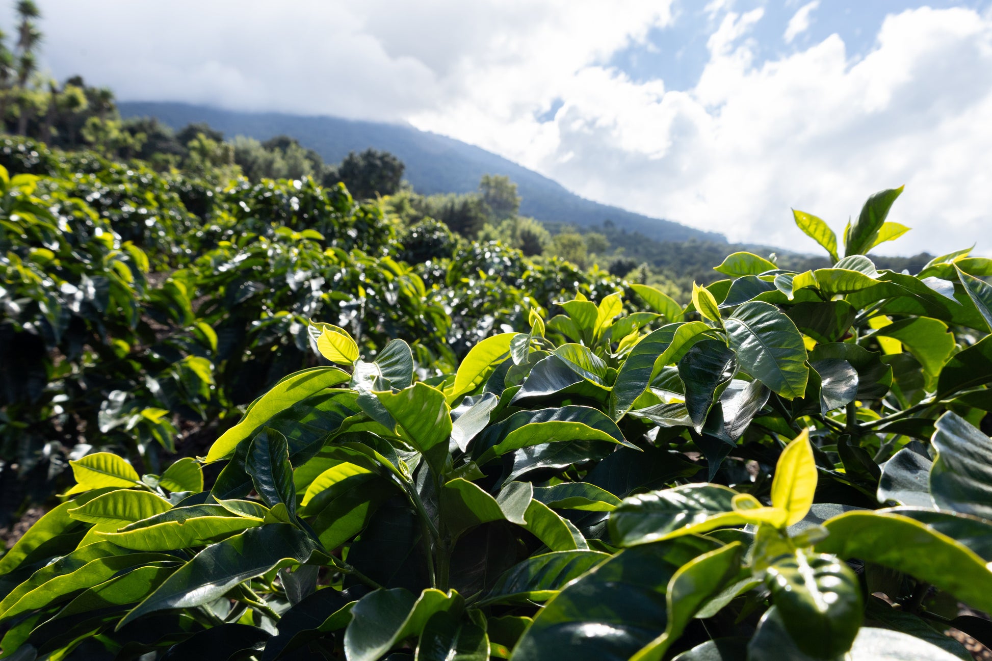 Parcel - GUA002 Finca Relampago Specialty Coffee Guatemala Farm