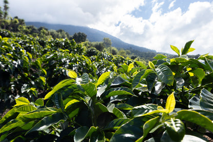 Parcel - GUA002 Finca Relampago Specialty Coffee Guatemala Farm