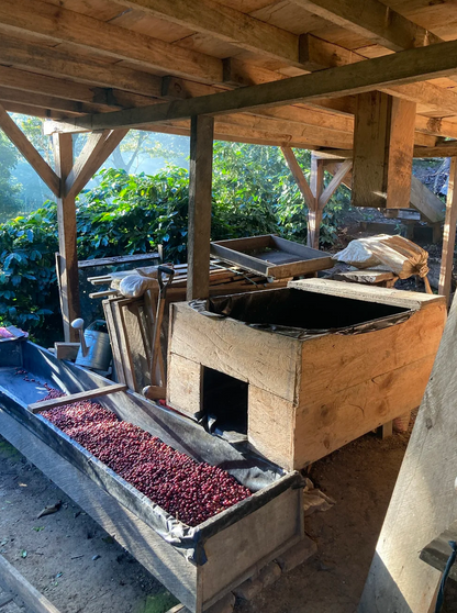 KB Coffee Roasters - El Hormiguero Filter Coffee Nicaragua Processing