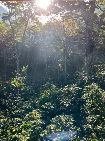 KB Coffee Roasters - El Hormiguero Filter Coffee Nicaragua Farm