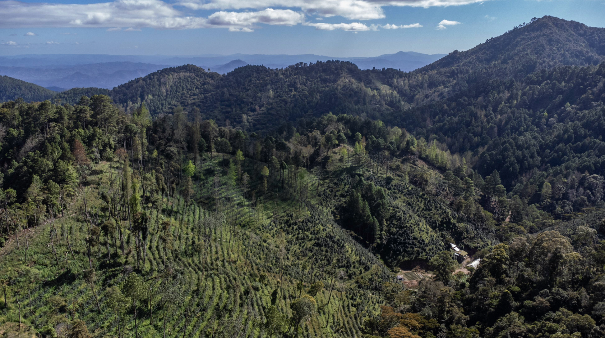 KB Coffee Roasters - El Hormiguero Filter Coffee Nicaragua Farm