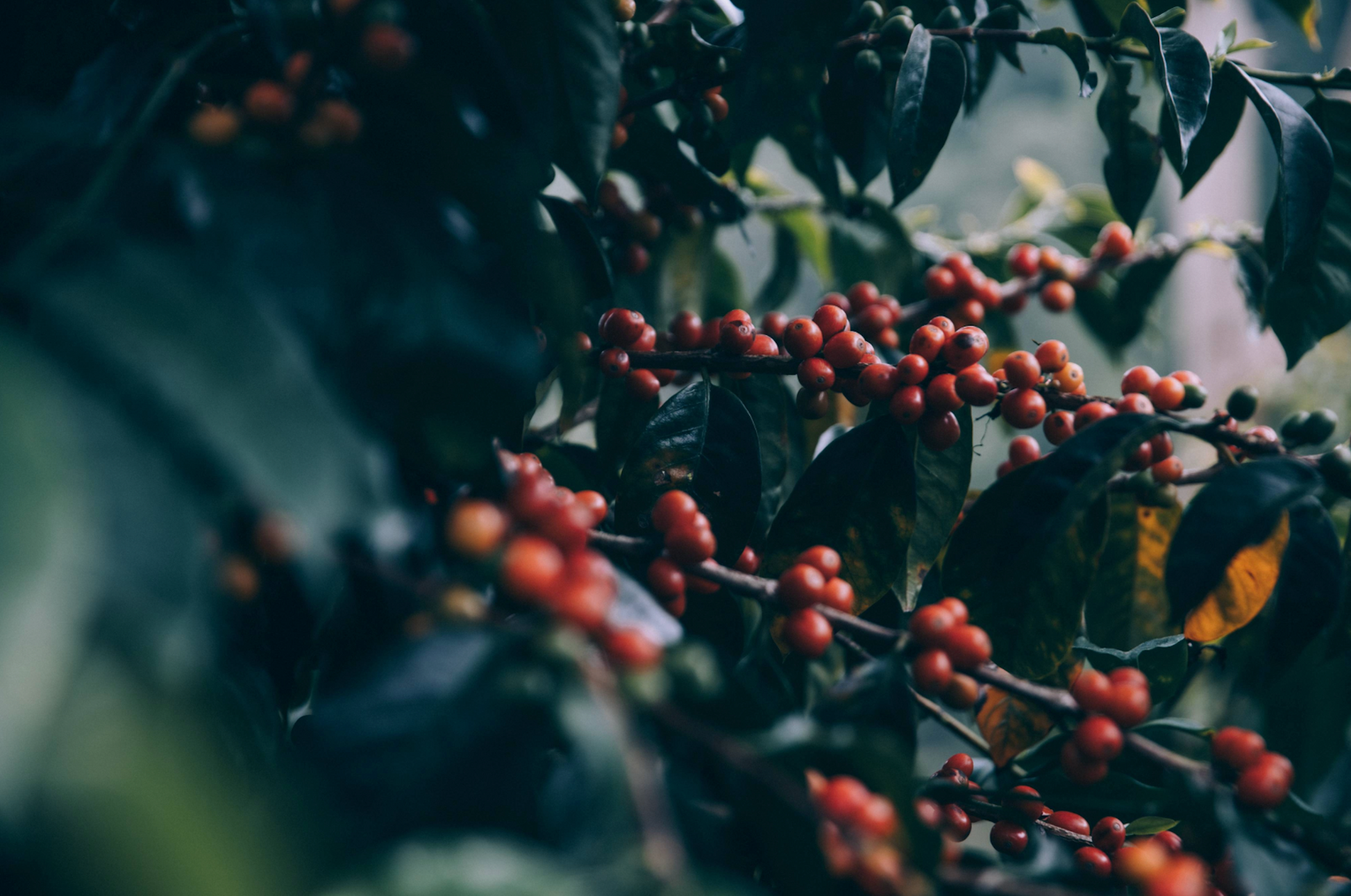 KB Coffee Roasters - Supernatural Filter Coffee Nicaragua Coffee Tree