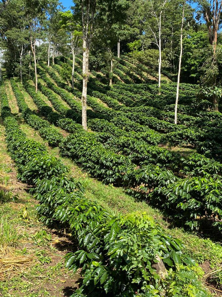 KB Coffee Roasters - Los Placeres Filter Coffee Nicaragua Farm