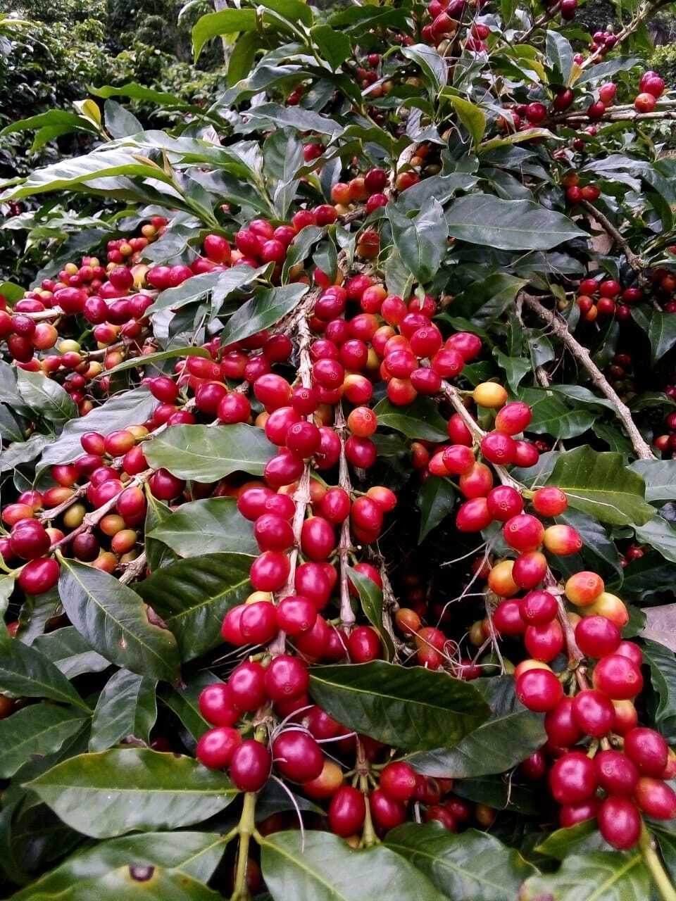 KB Coffee Roasters - Los Placeres Filter Coffee Nicaragua Coffee Tree