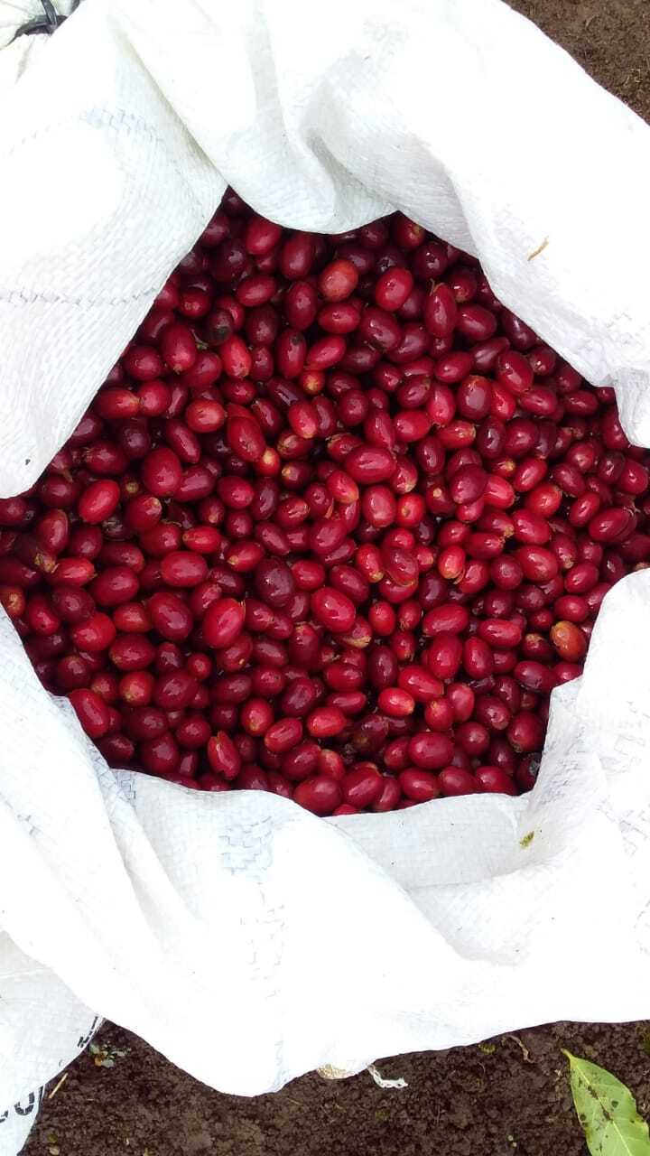 KB Coffee Roasters - Los Placeres Filter Coffee Nicaragua