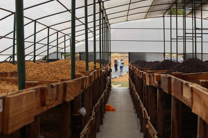 KB Coffee Roasters - Los Placeres Filter Coffee Nicaragua Drying