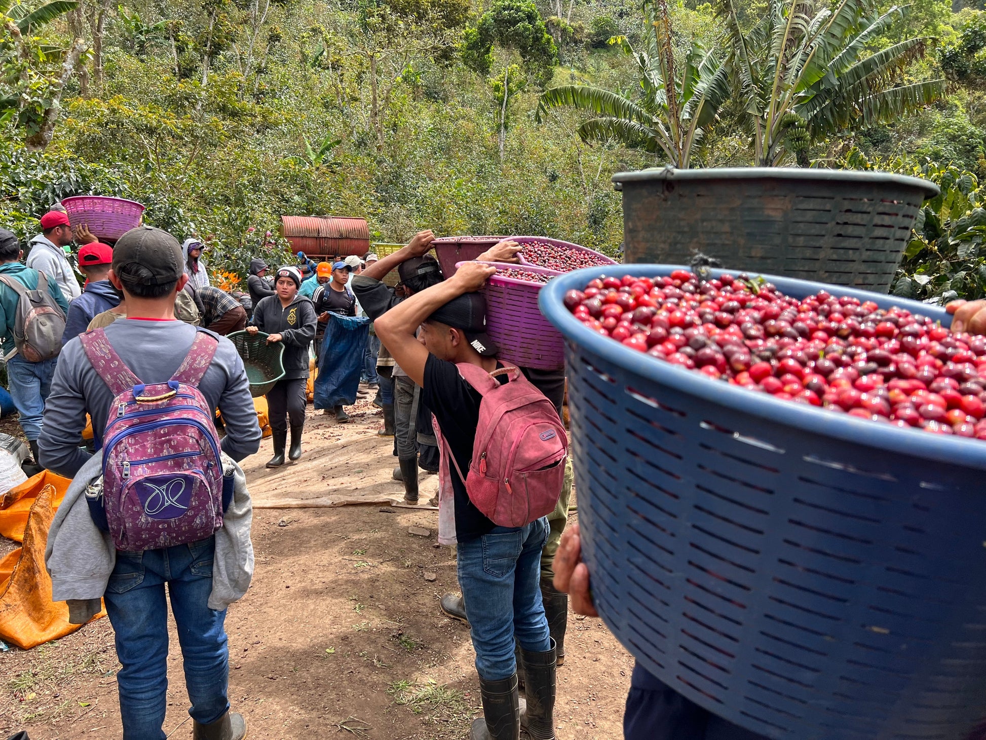 KB Coffee Roasters - Los Placeres Filter Coffee Nicaragua Coffee Harvest