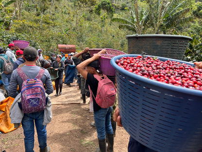 KB Coffee Roasters - Los Placeres Filter Coffee Nicaragua Coffee Harvest