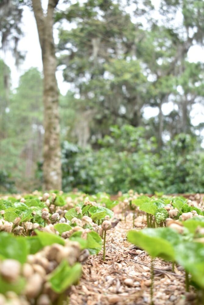 KB Coffee Roasters - Los Suyates Filter Coffee Nicaragua Seedlings