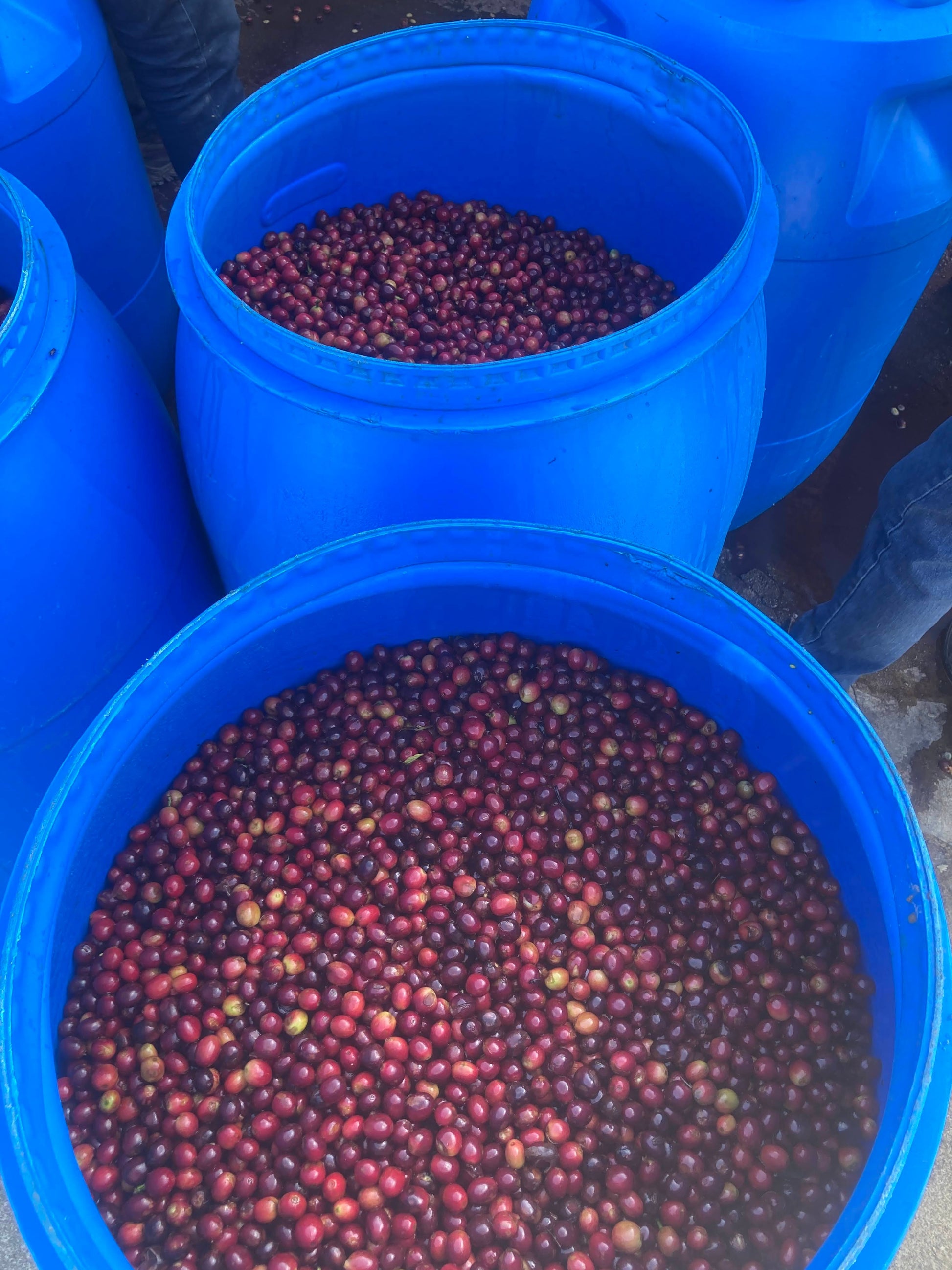 KB Coffee Roasters - El Paraiso Espresso Coffee Nicaragua Fermentation