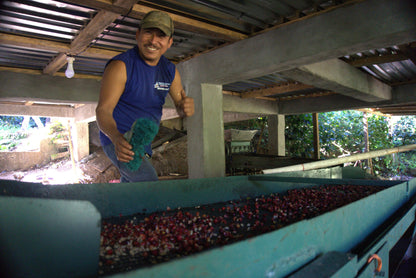 KB Coffee Roasters - El Paraiso Espresso Coffee Nicaragua Processing