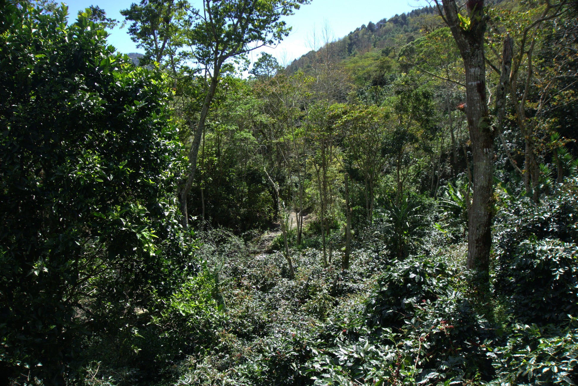 KB Coffee Roasters - El Paraiso Espresso Coffee Nicaragua Farm