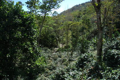 KB Coffee Roasters - El Paraiso Espresso Coffee Nicaragua Farm