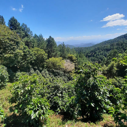 KB Coffee Roasters - Supernatural Filter Coffee Nicaragua Farm