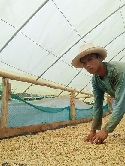 Cafes Muda - Andy LLanos, Geisha, Peru Filter Coffee Farmer