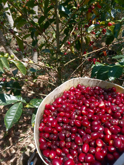 Cafes Muda - Andy LLanos, Geisha, Peru Filter Coffee Cherries