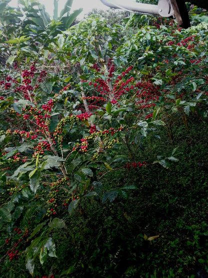 Cafes Muda - Andy LLanos, Geisha, Peru Filter Coffee Farm