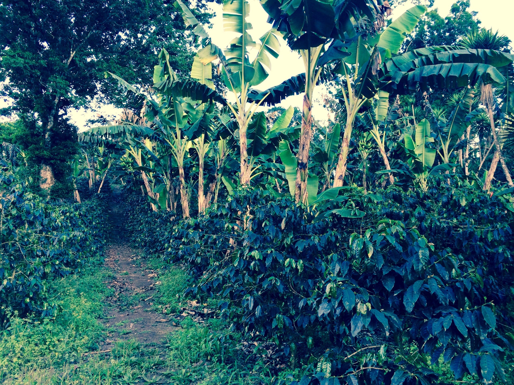 KB Coffee Roasters - Hartmann Espresso Coffee Panama Farm