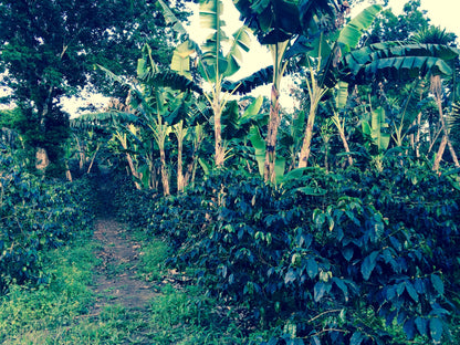 KB Coffee Roasters - Hartmann Espresso Coffee Panama Farm