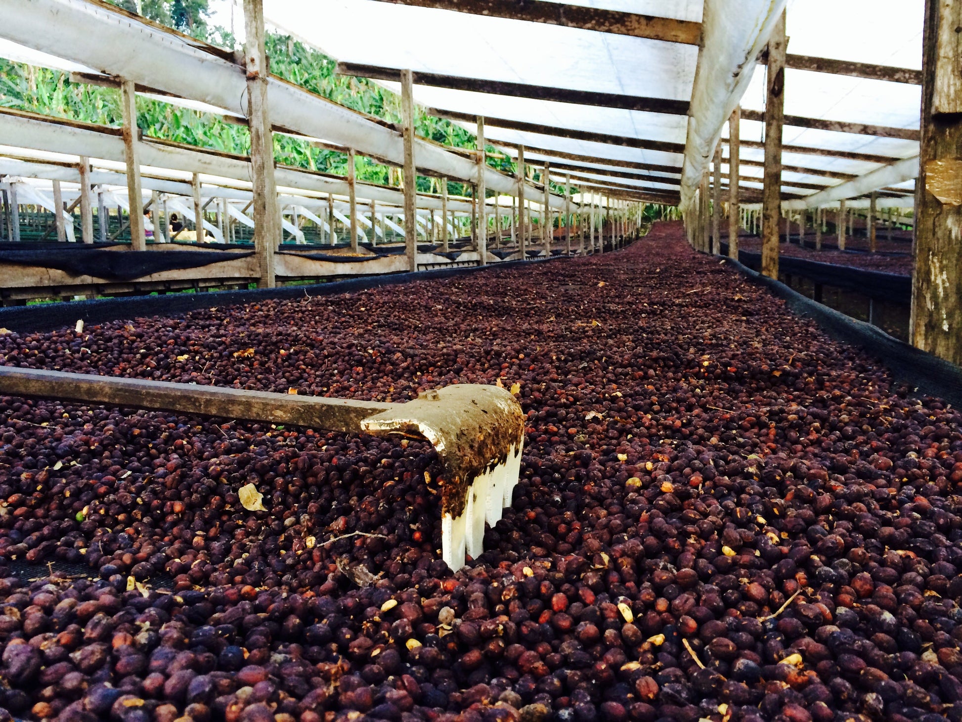 KB Coffee Roasters - Hartmann Espresso Coffee Panama Drying