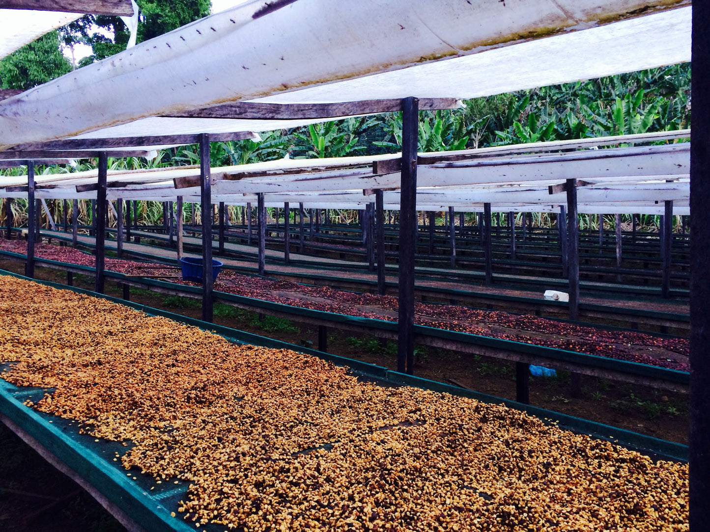 KB Coffee Roasters - Hartmann Espresso Coffee Panama Drying Beds