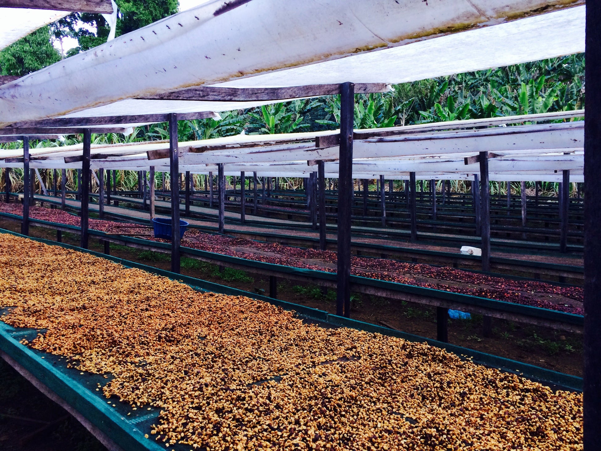KB Coffee Roasters - Hartmann Espresso Coffee Panama Drying Beds