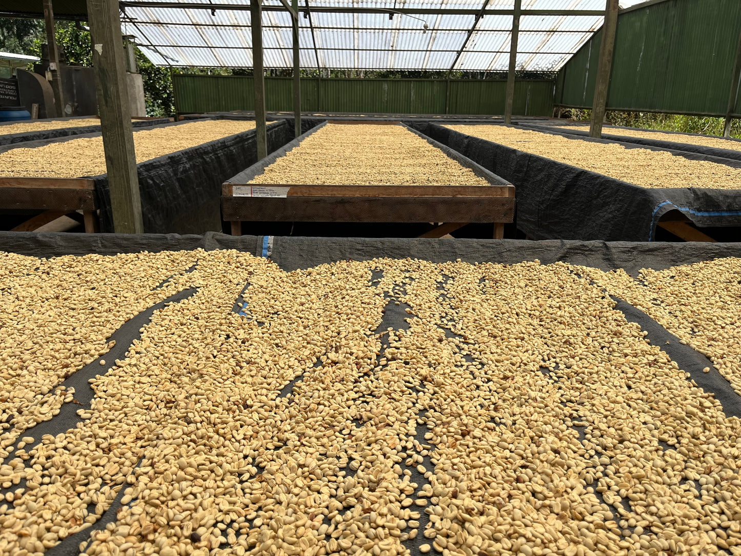 KB Coffee Roasters - Finca Ayapirayoc Geisha Filter Coffee Peru Drying