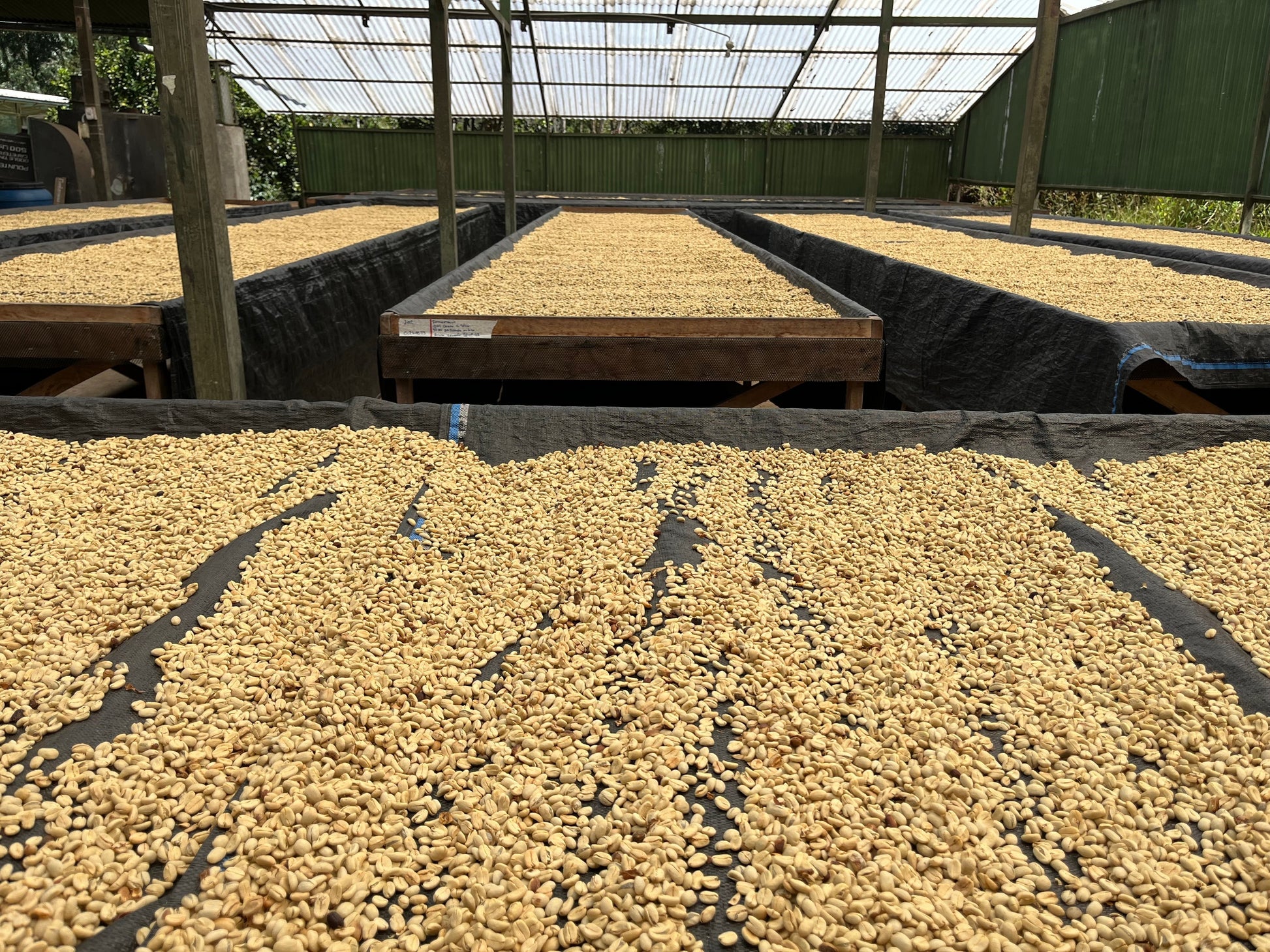 KB Coffee Roasters - Finca Ayapirayoc Geisha Filter Coffee Peru Drying