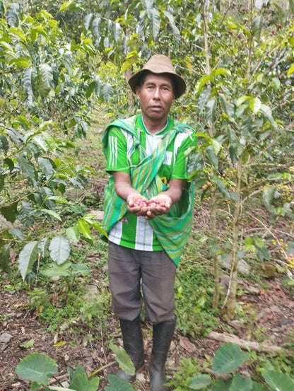 KB Coffee Roasters - Finca Ayapirayoc Geisha Filter Coffee Peru Producer