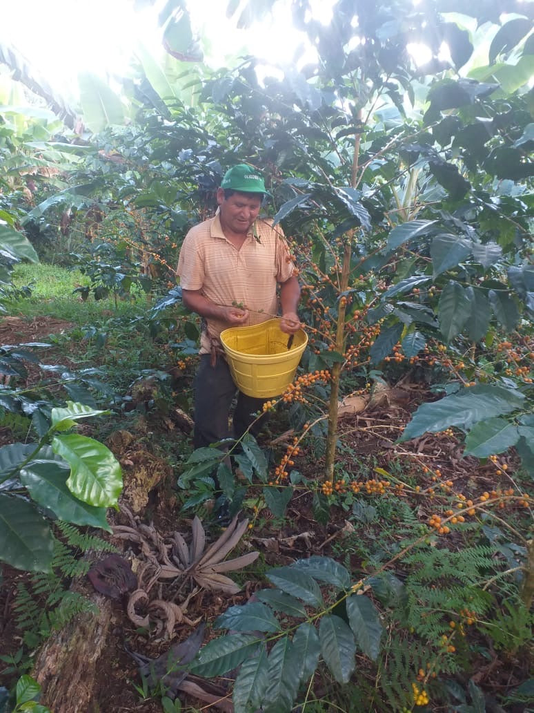 KB Coffee Roasters - San Miguel Geisha Natural Filter Coffee Peru Farmer