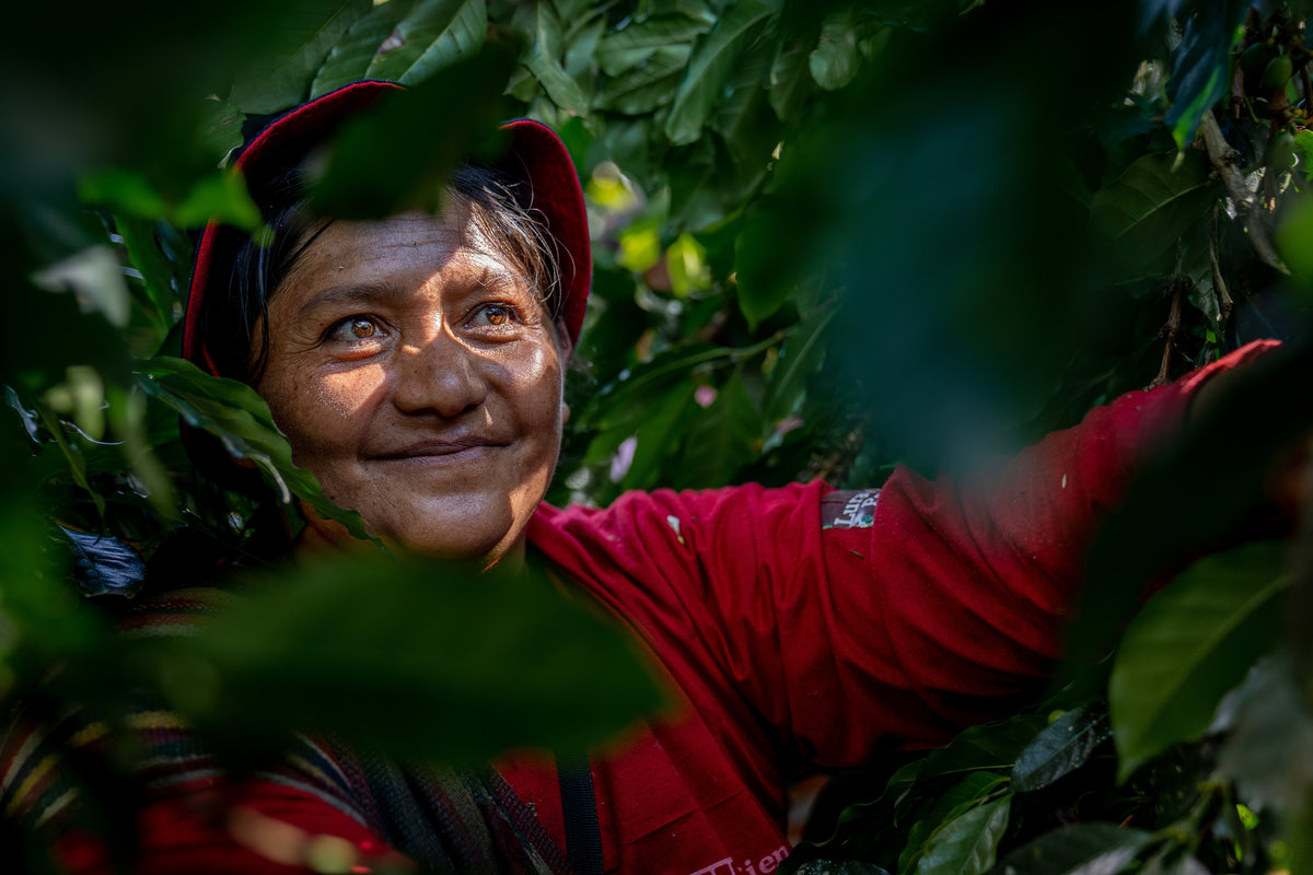 KB Coffee Roasters - Timbuyacu Espresso Coffee Peru Farmer