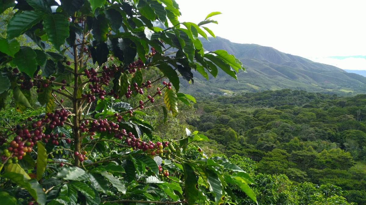 KB Coffee Roasters - Timbuyacu Espresso Coffee Peru Farm