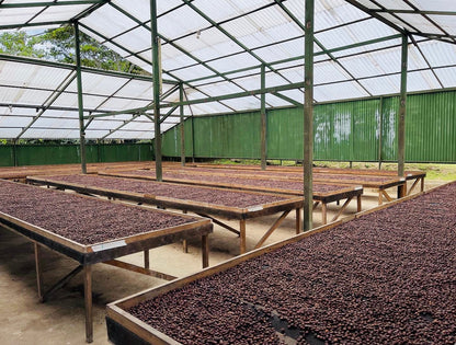 KB Coffee Roasters - Vituya Espresso Coffee Peru  Processing