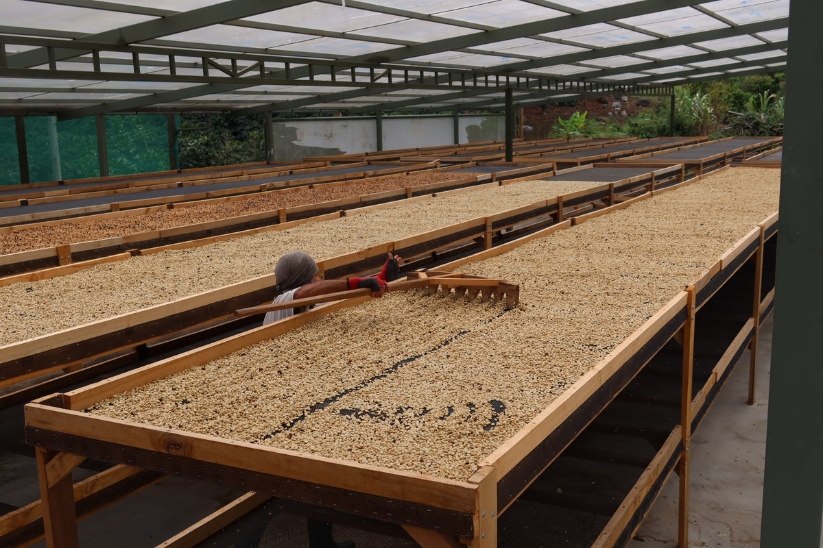 KB Coffee Roasters - Timbuyacu Espresso Coffee Peru Drying