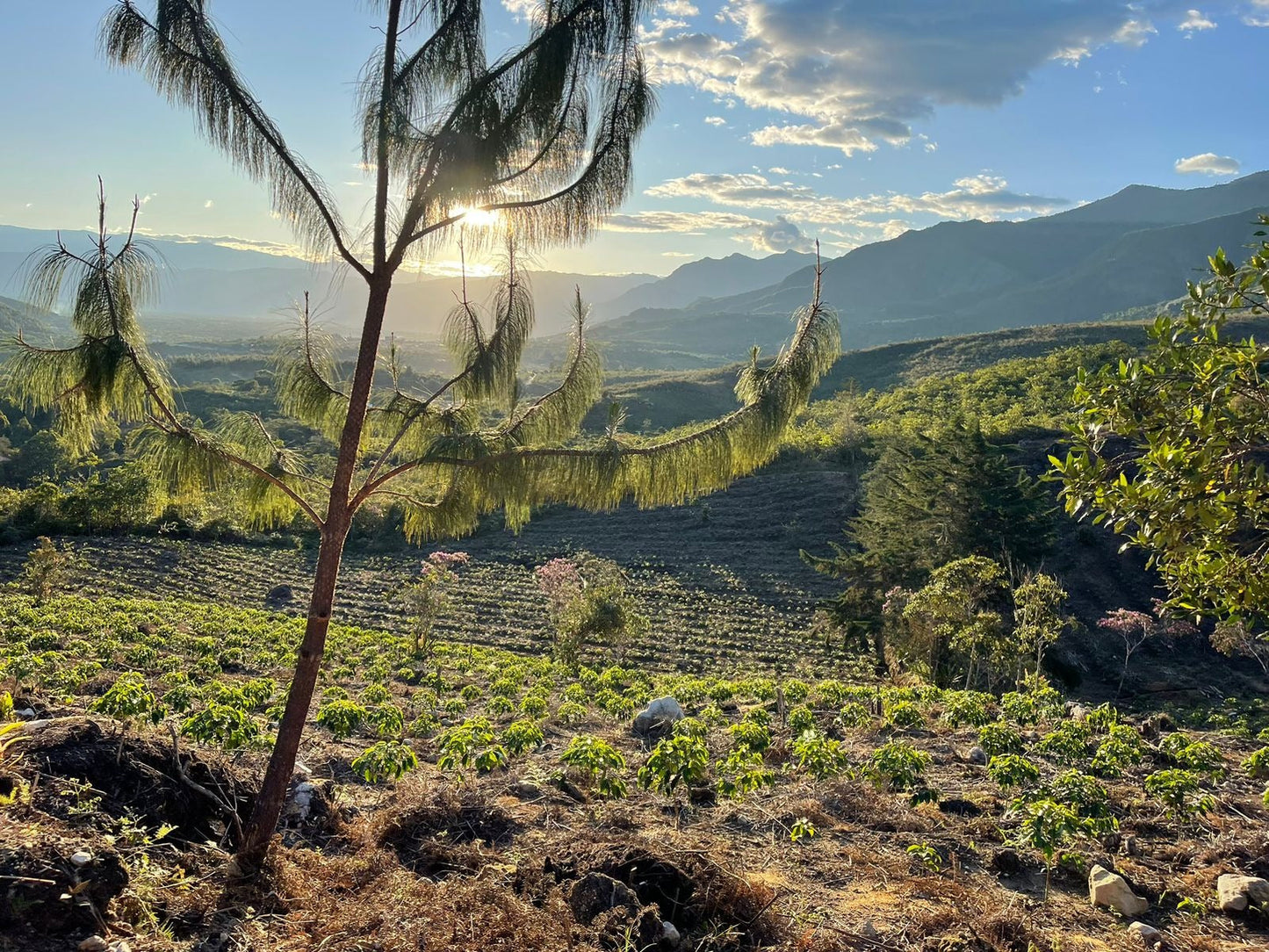 KB Coffee Roasters - Vituya Espresso Coffee Peru Farm