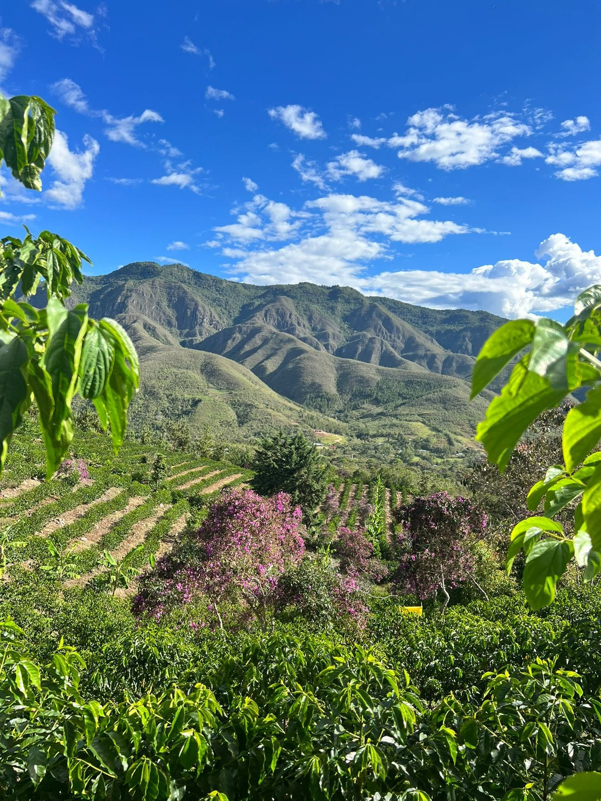 KB Coffee Roasters - Vituya Espresso Coffee Peru Farm