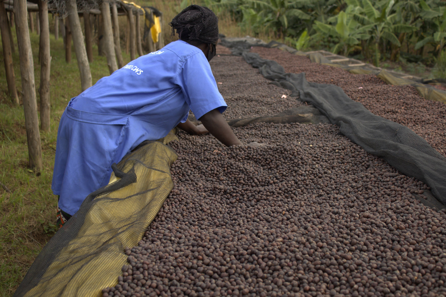 KB Coffee Roasters - Gisanga Filter Coffee Rwanda Workers