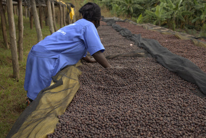 KB Coffee Roasters - Gisanga Filter Coffee Rwanda Workers